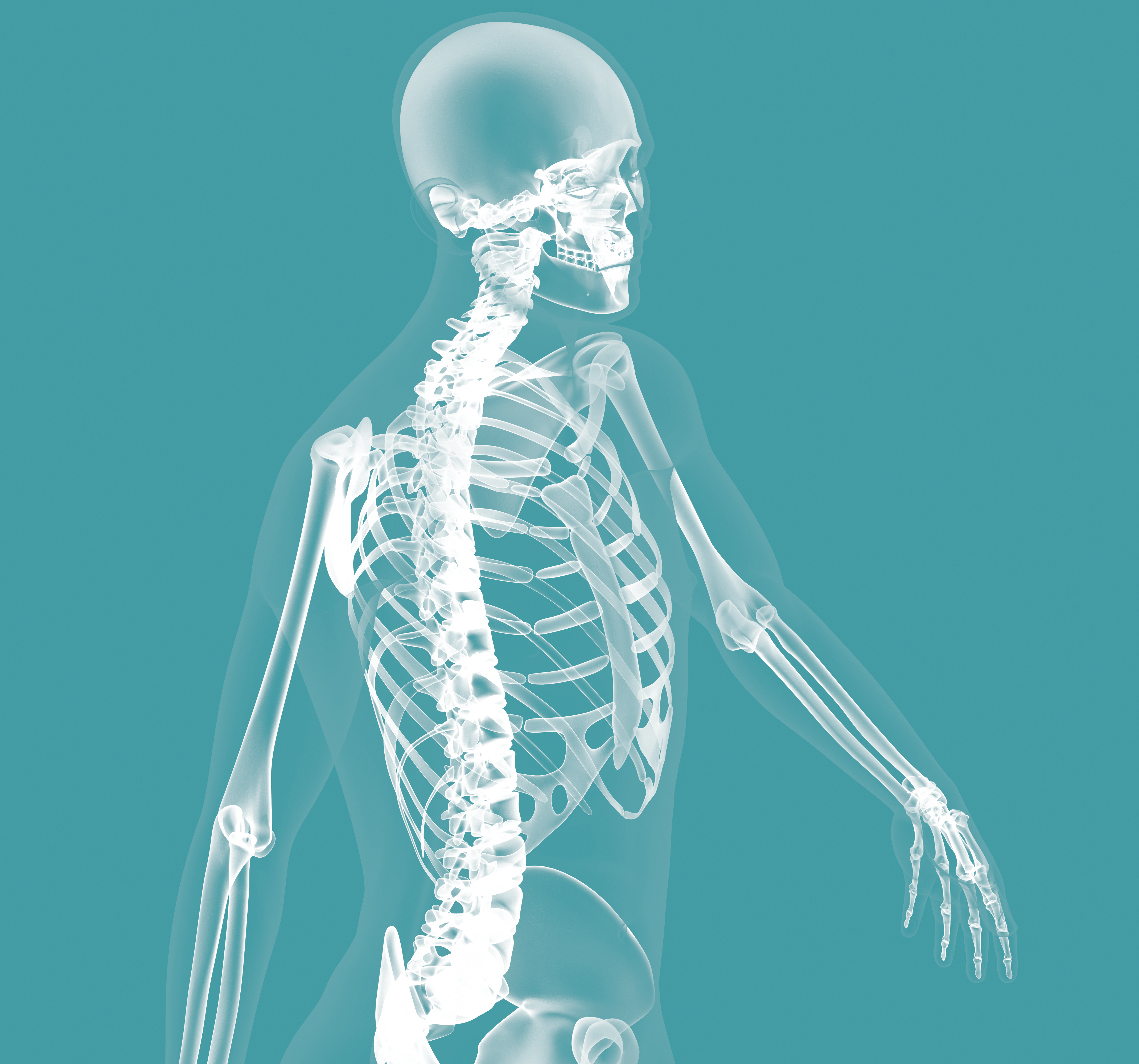Anatomy of the Spine - Edison Spine Center